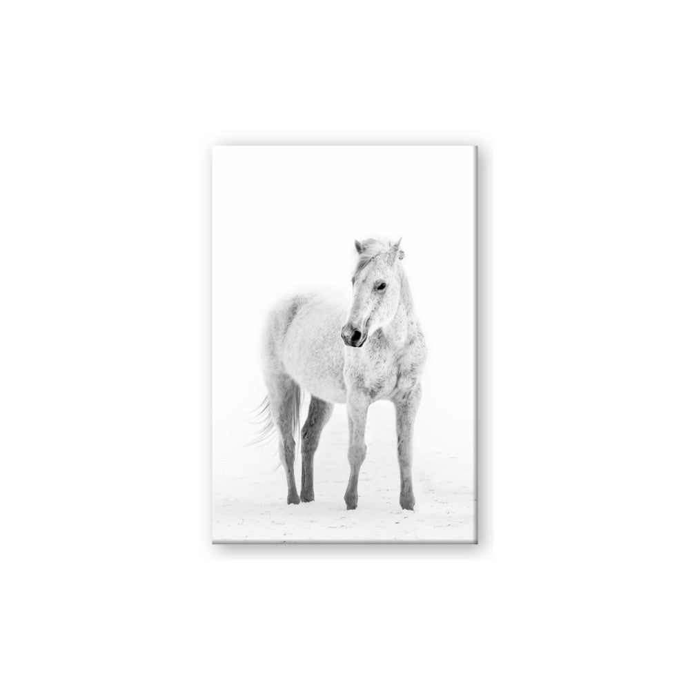 Solo White Horse