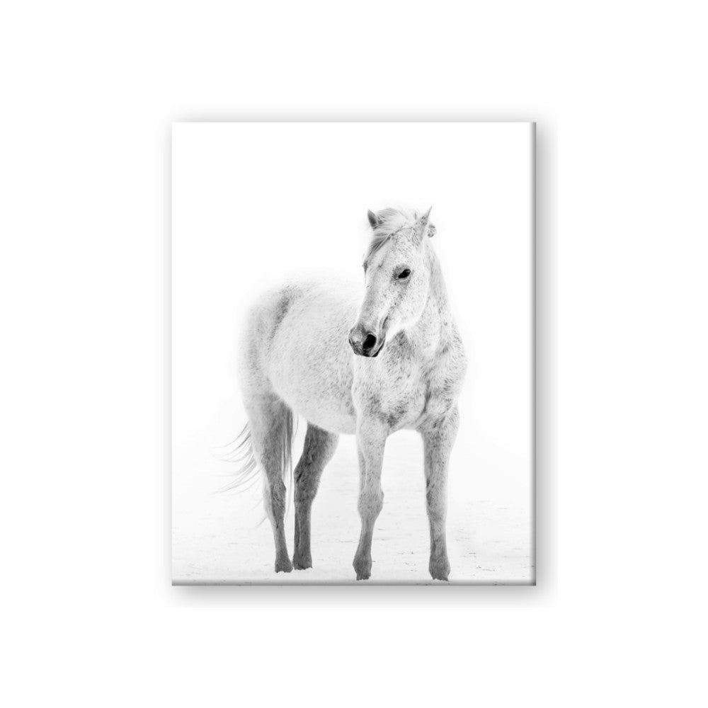 Solo White Horse