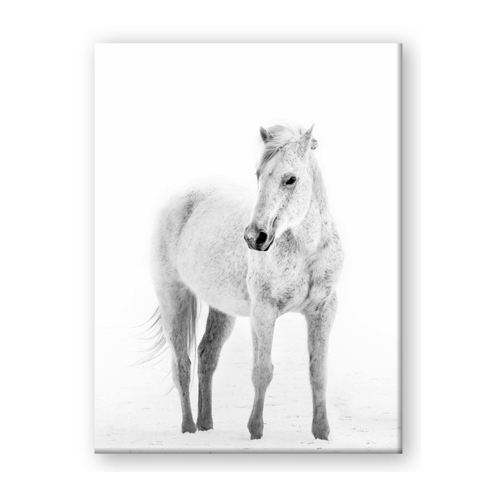 Solo White Horse