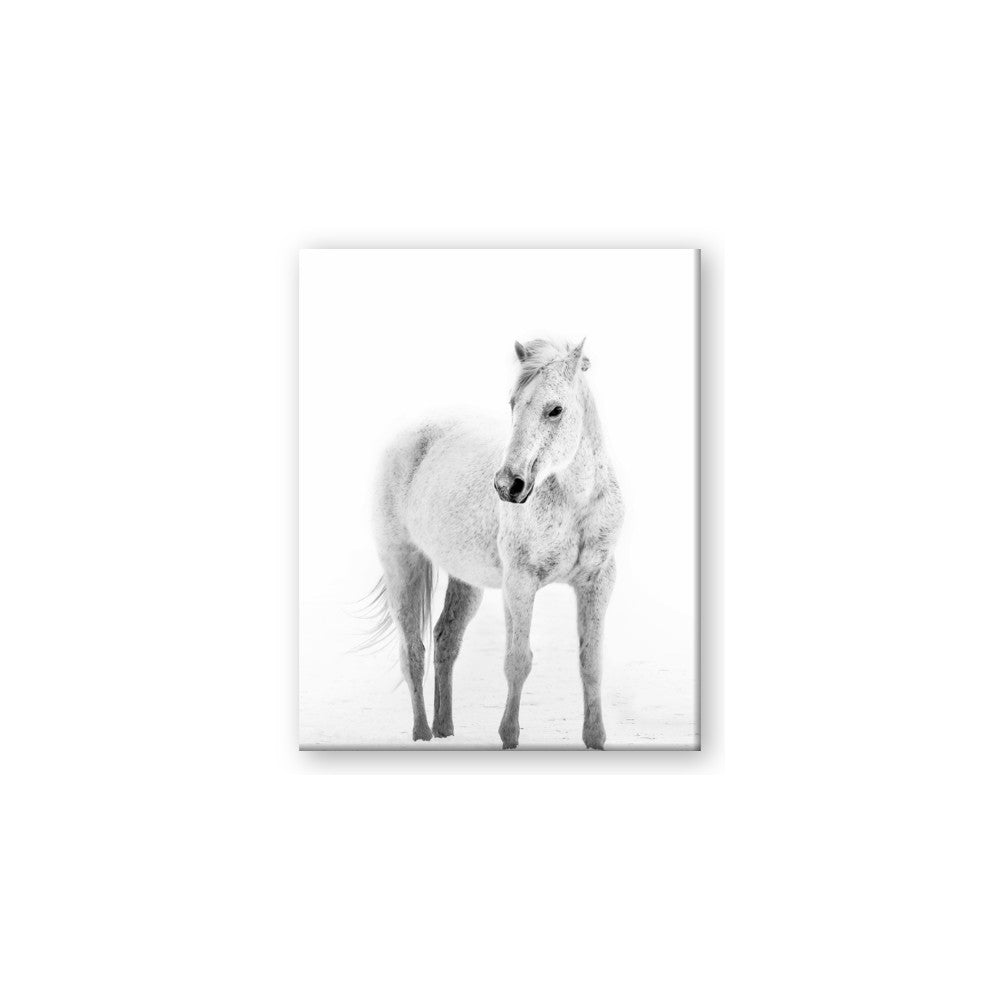 Solo White Horse