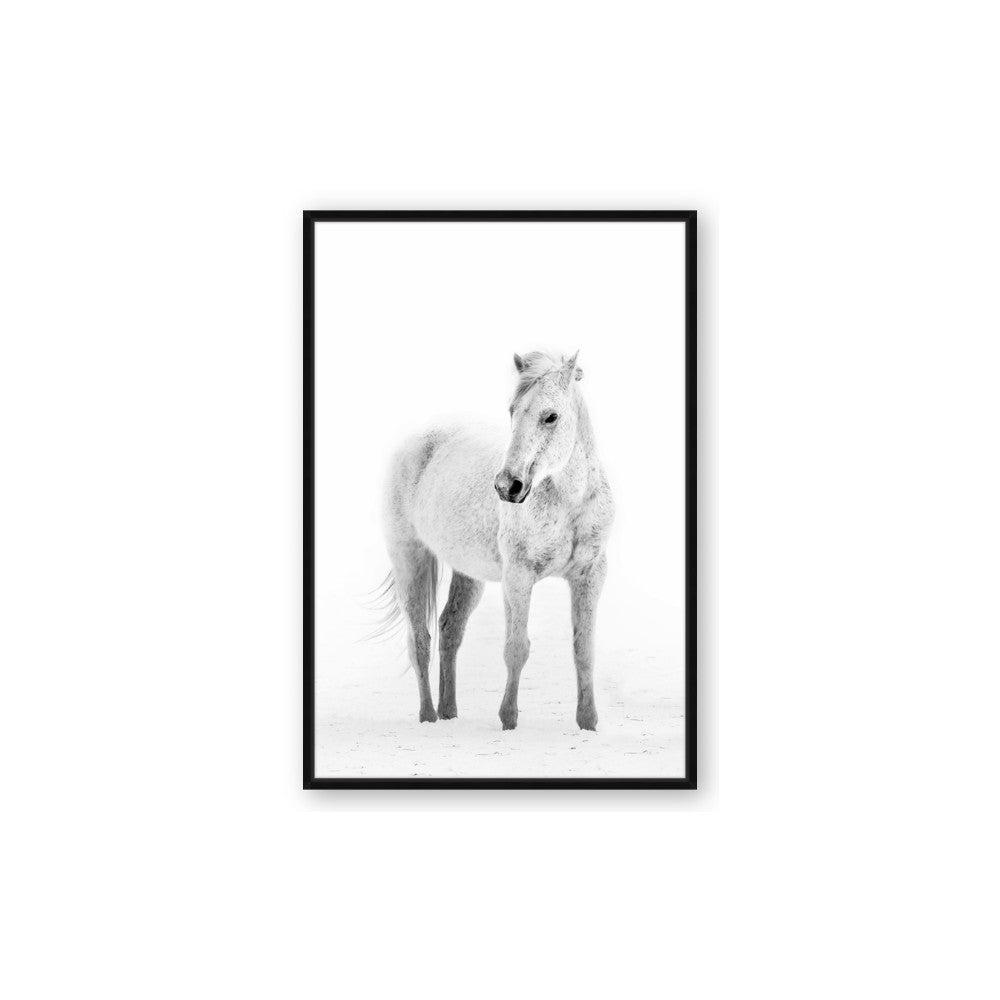 Solo White Horse