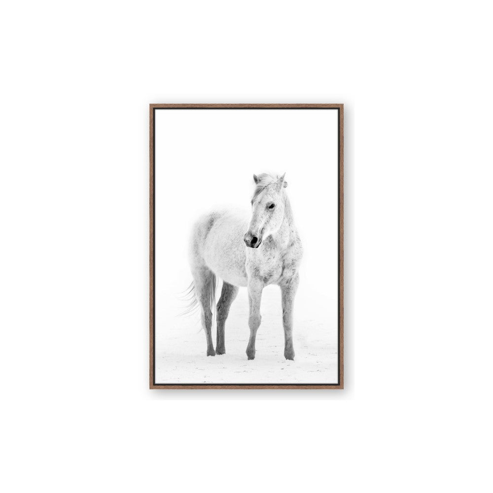 Solo White Horse