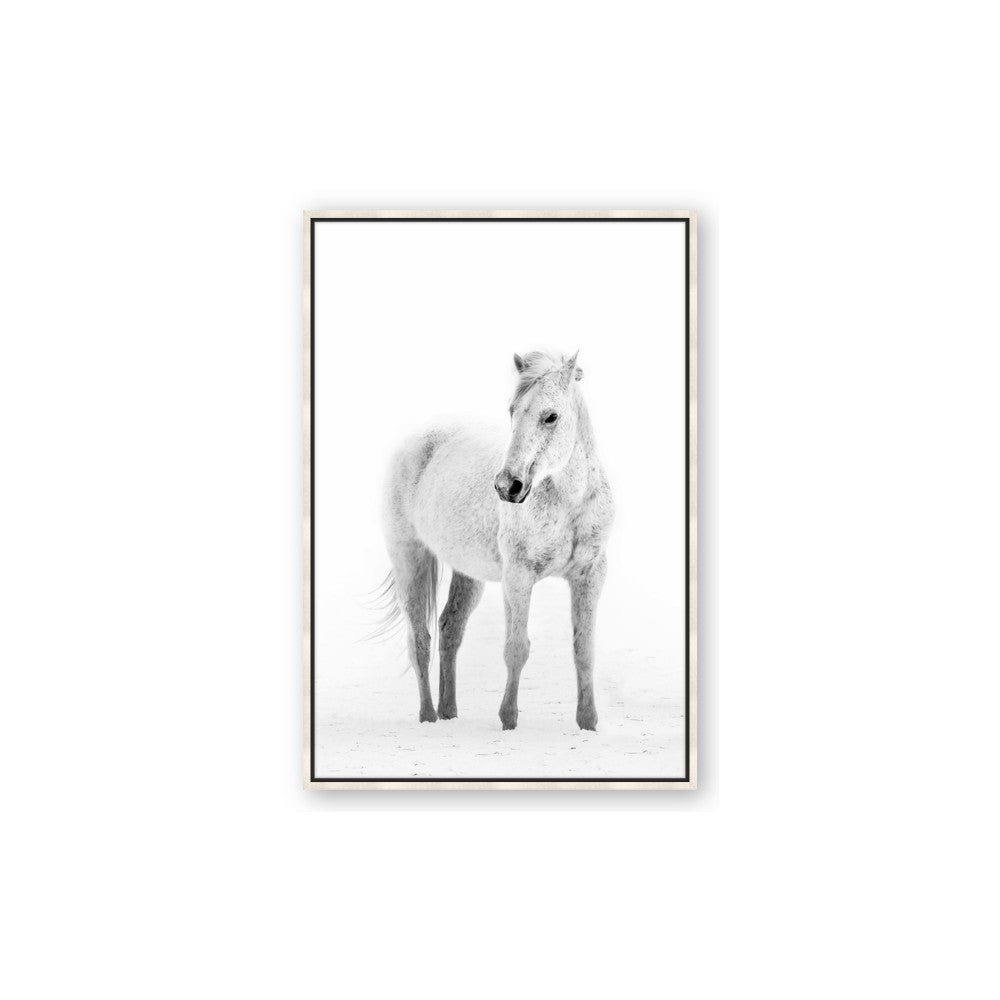 Solo White Horse