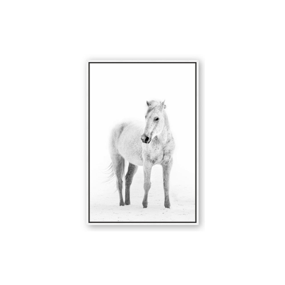 Solo White Horse