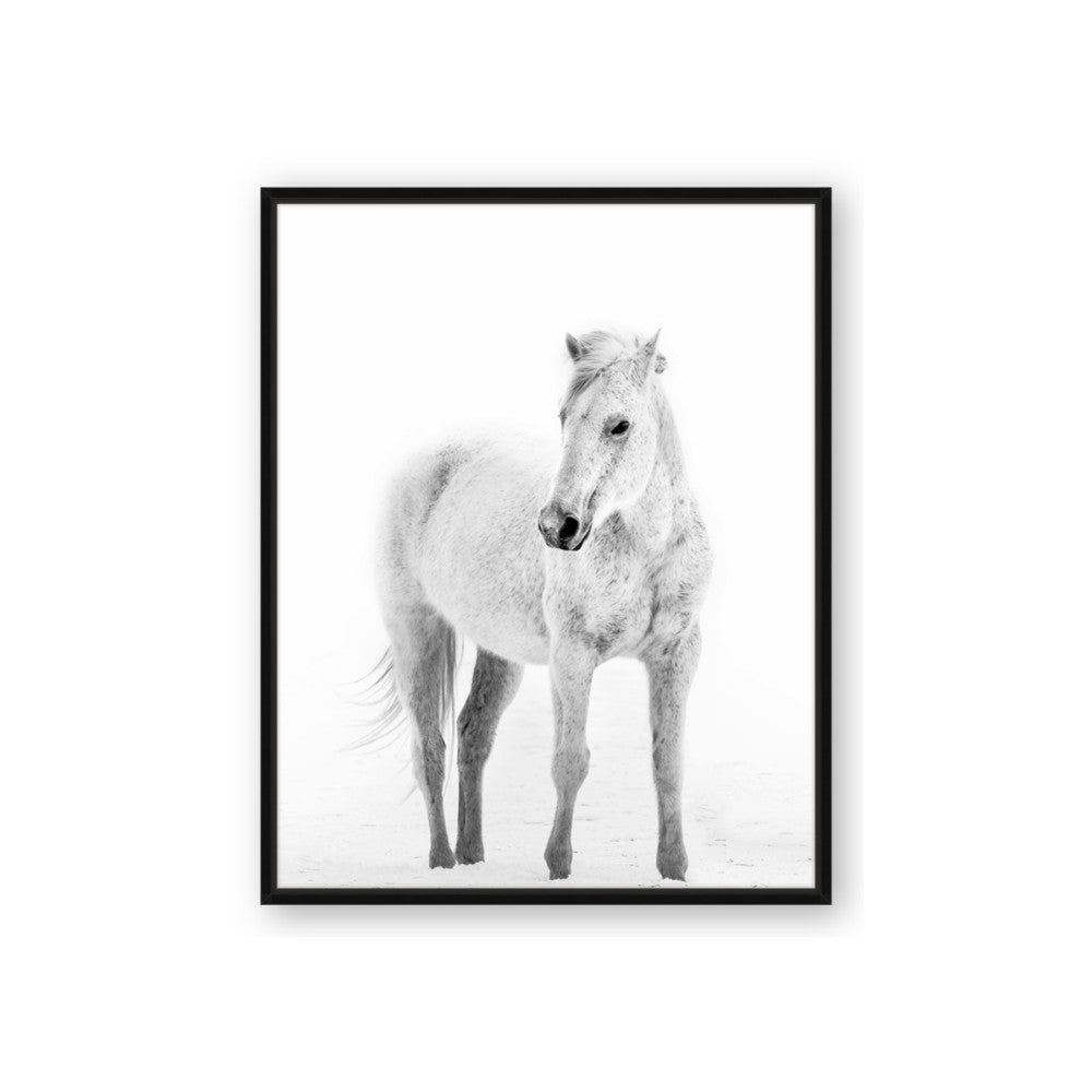 Solo White Horse