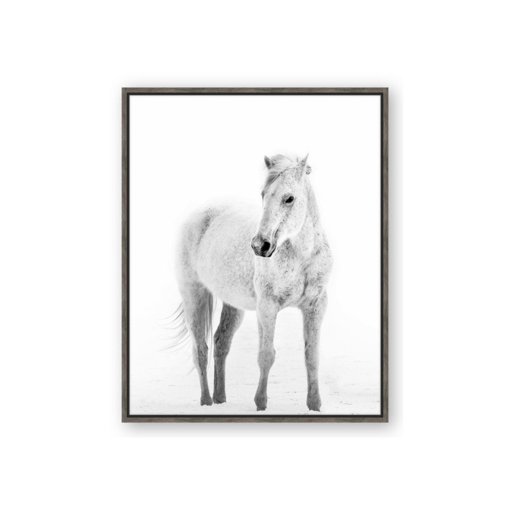Solo White Horse
