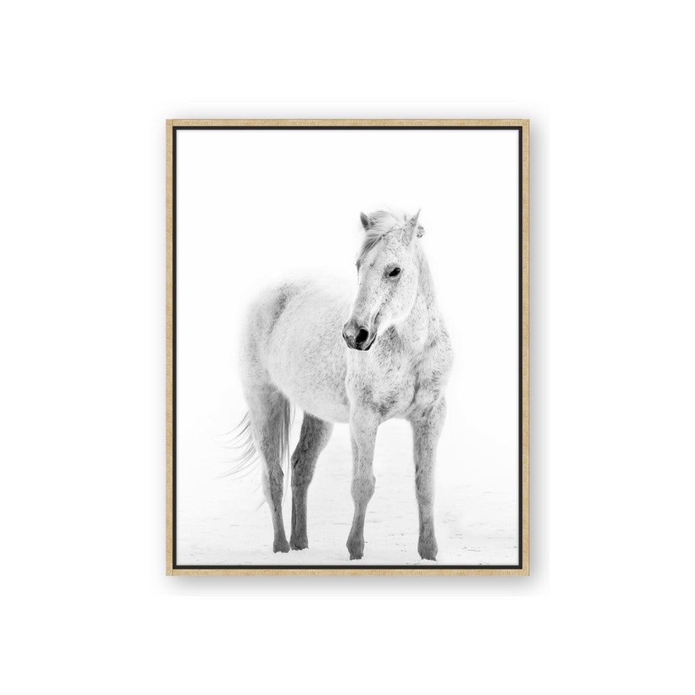 Solo White Horse