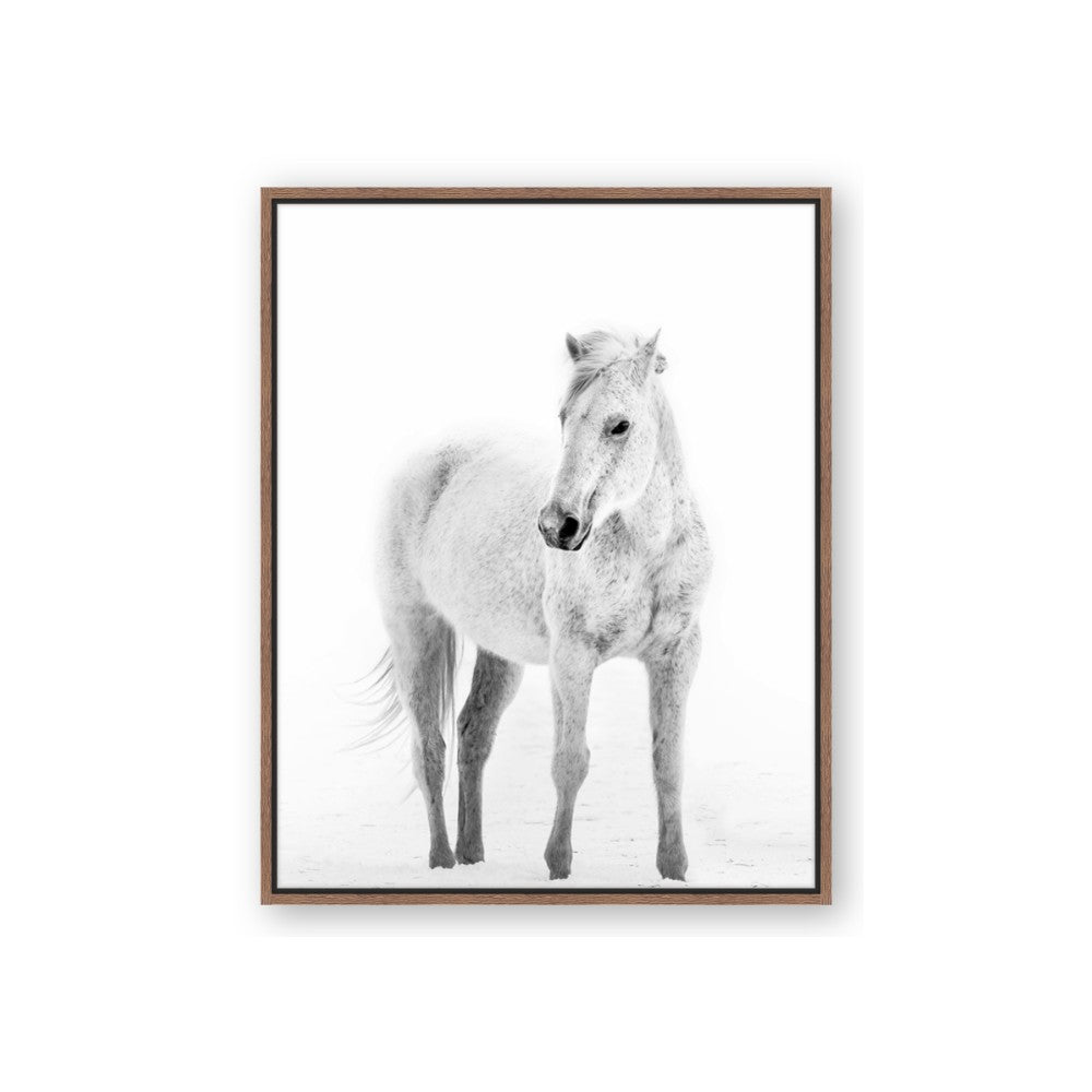 Solo White Horse