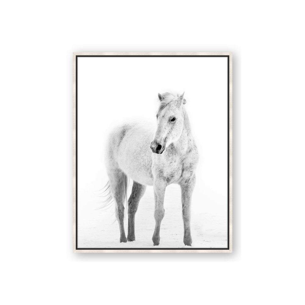 Solo White Horse