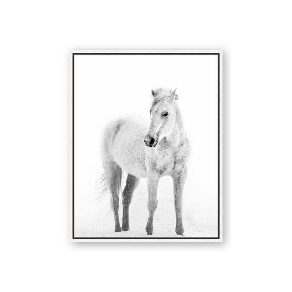 Solo White Horse