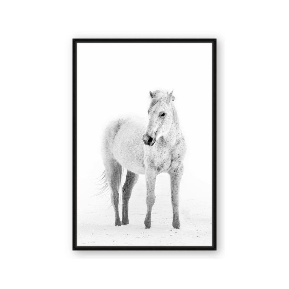 Solo White Horse