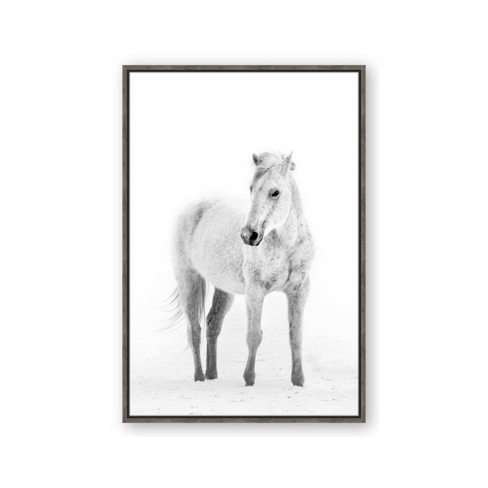Solo White Horse