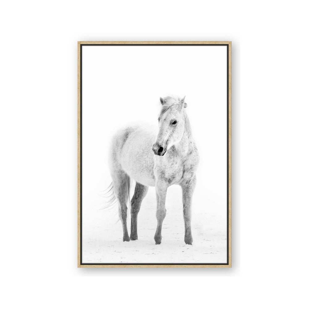 Solo White Horse
