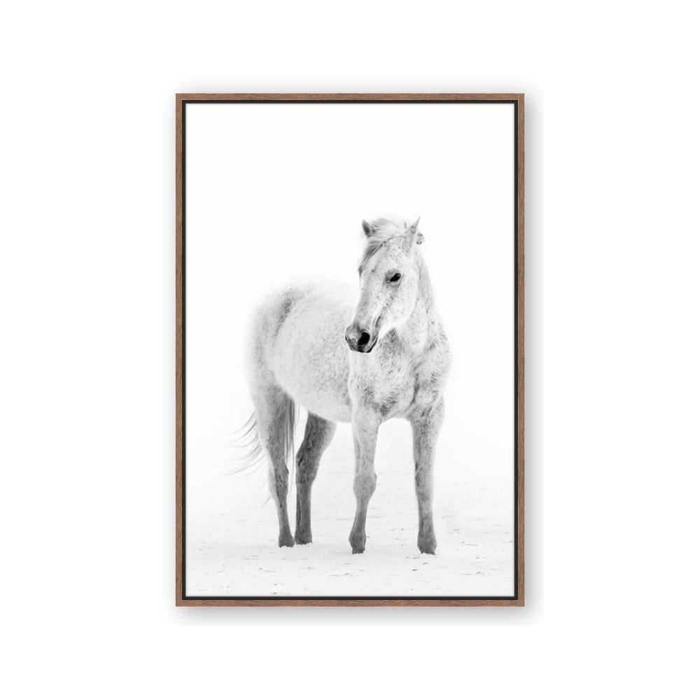 Solo White Horse