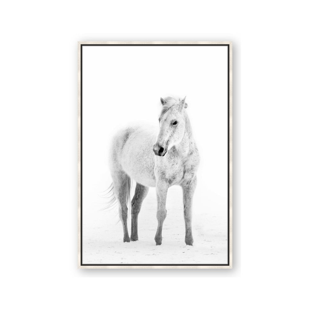 Solo White Horse