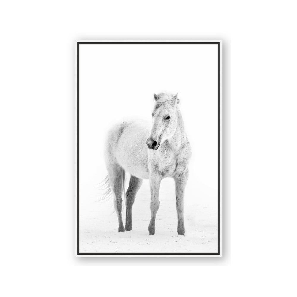 Solo White Horse