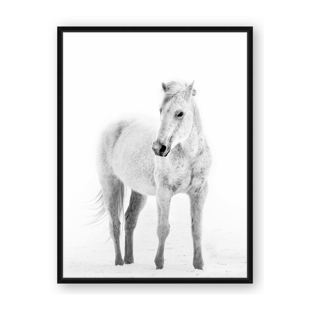 Solo White Horse