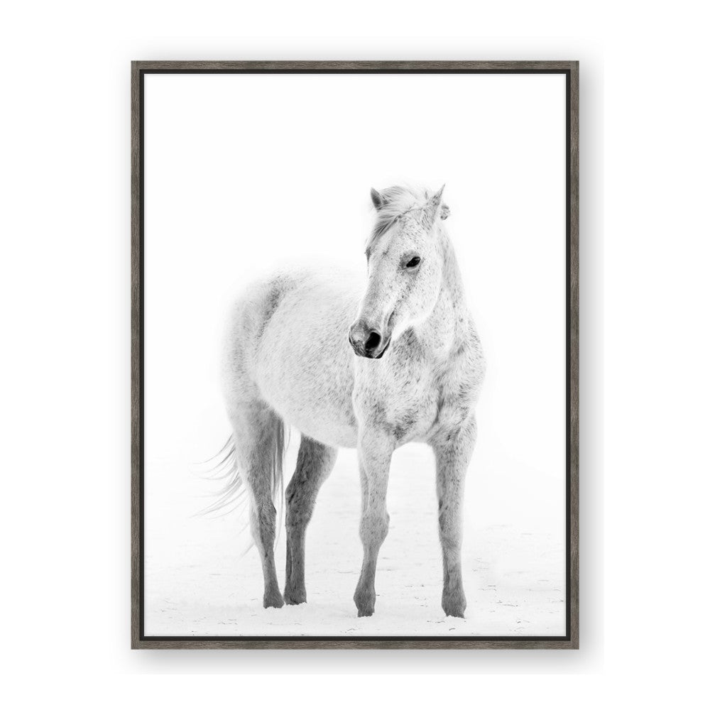 Solo White Horse