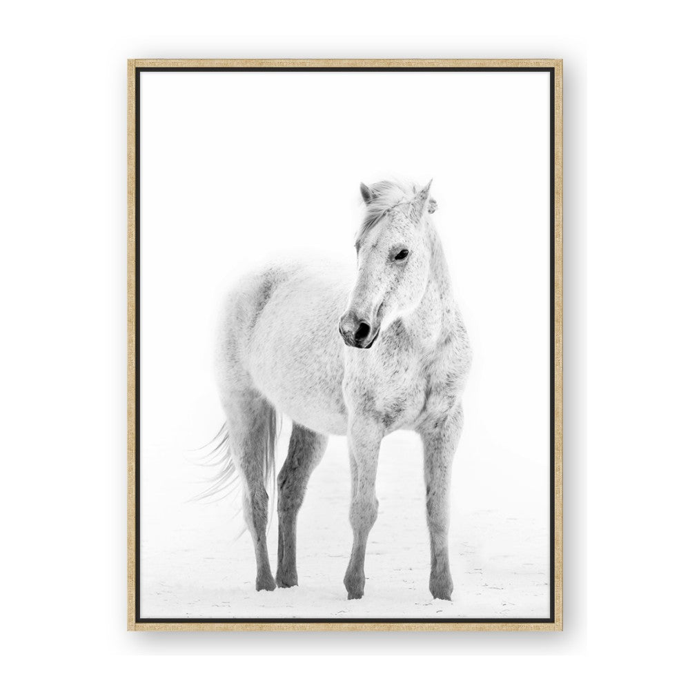 Solo White Horse