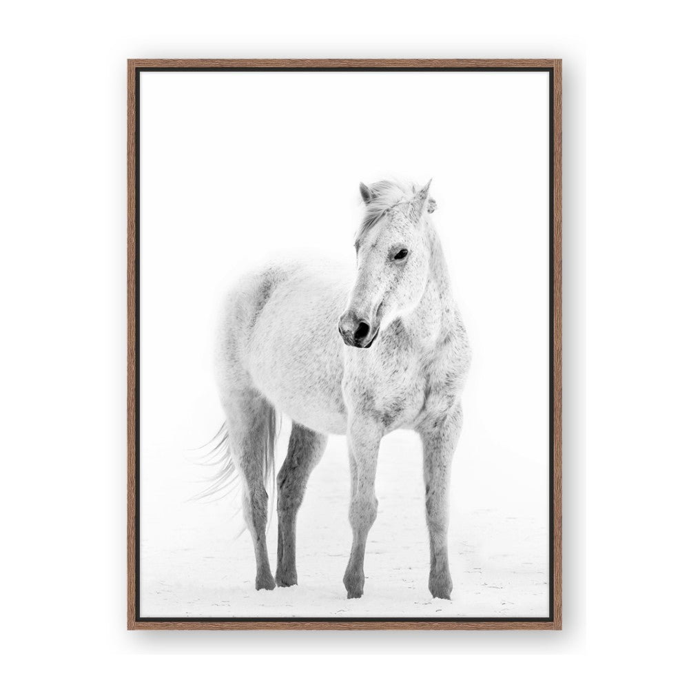 Solo White Horse
