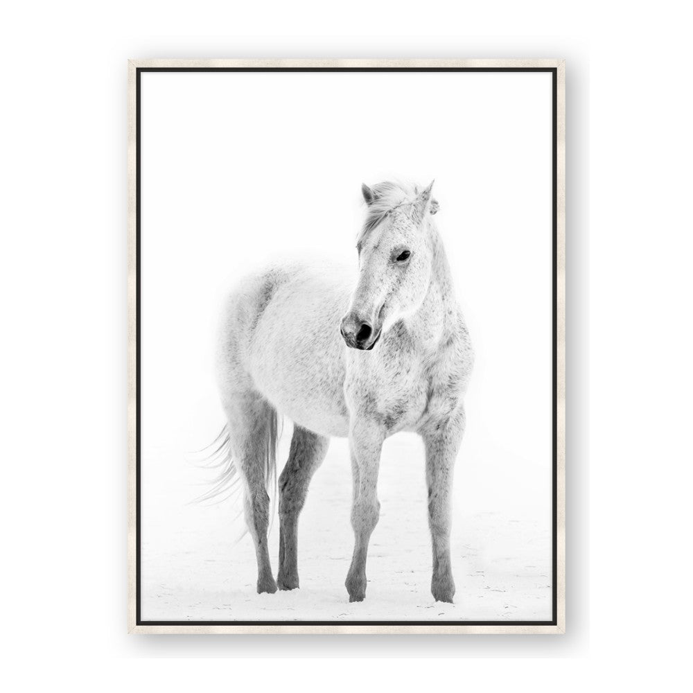 Solo White Horse