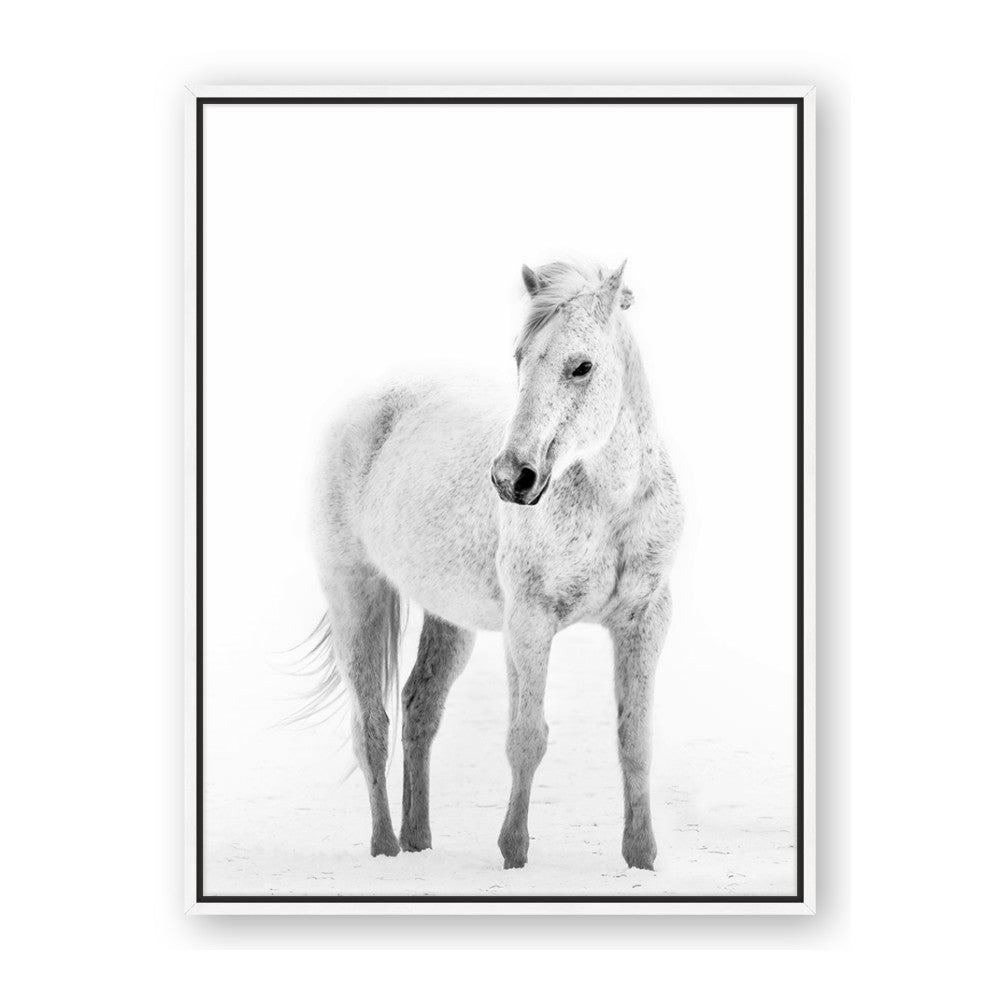 Solo White Horse