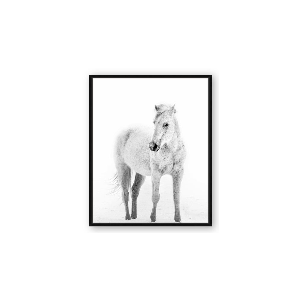 Solo White Horse
