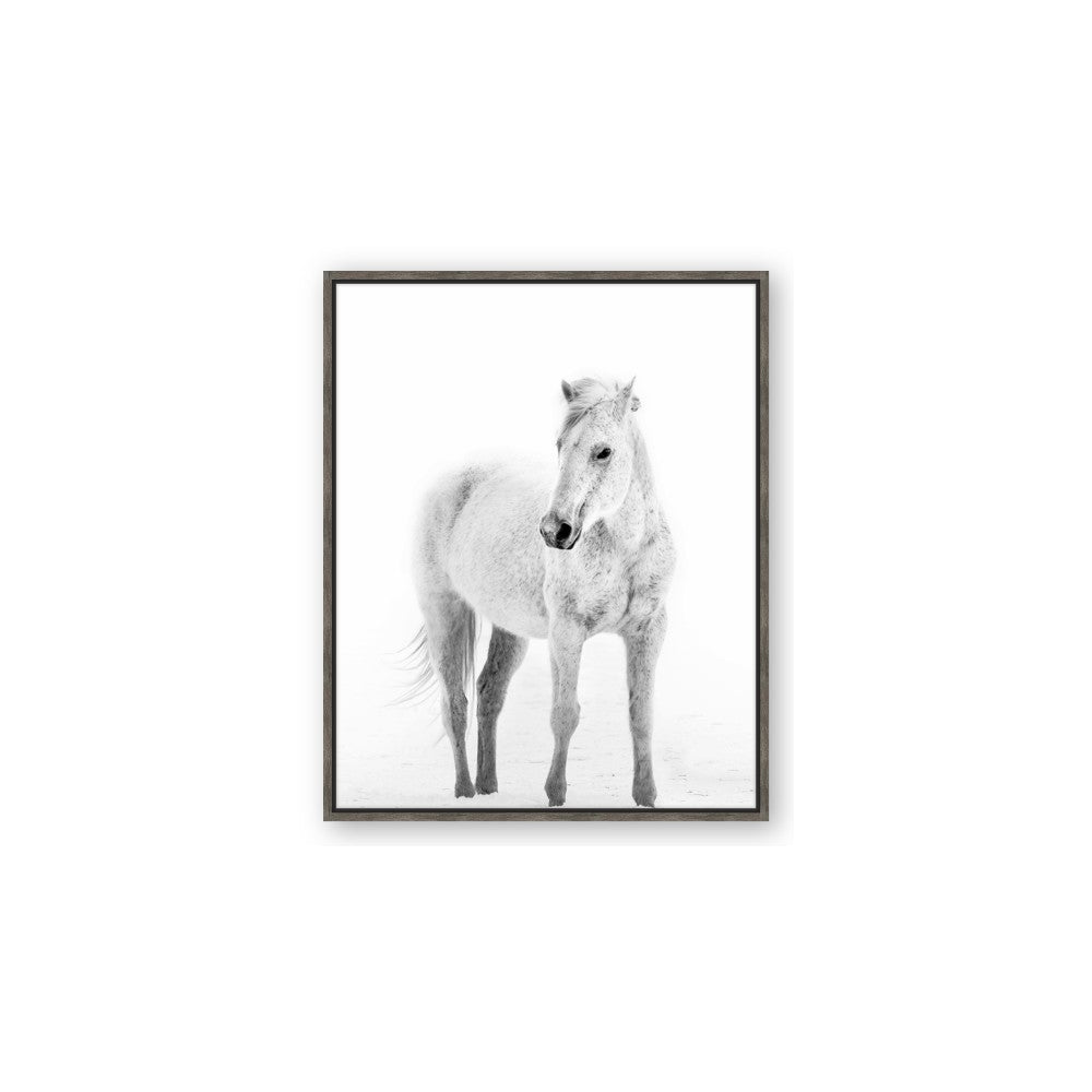 Solo White Horse
