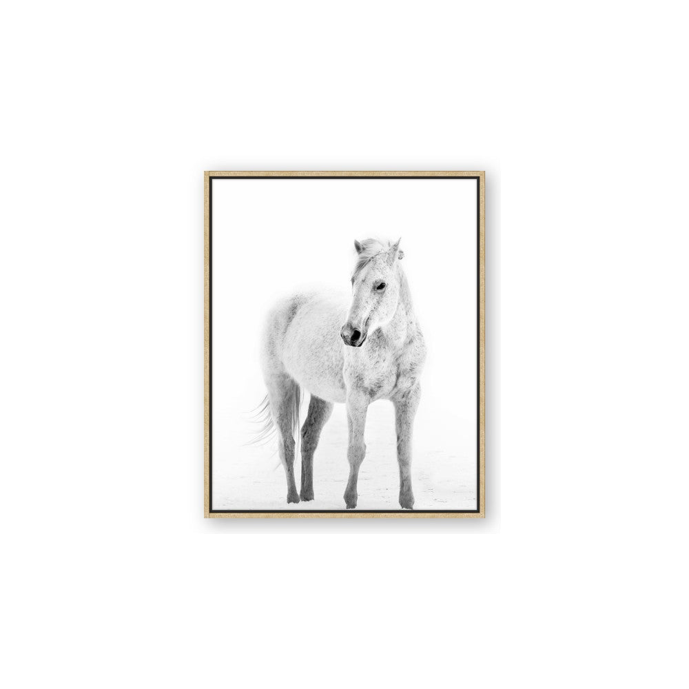 Solo White Horse