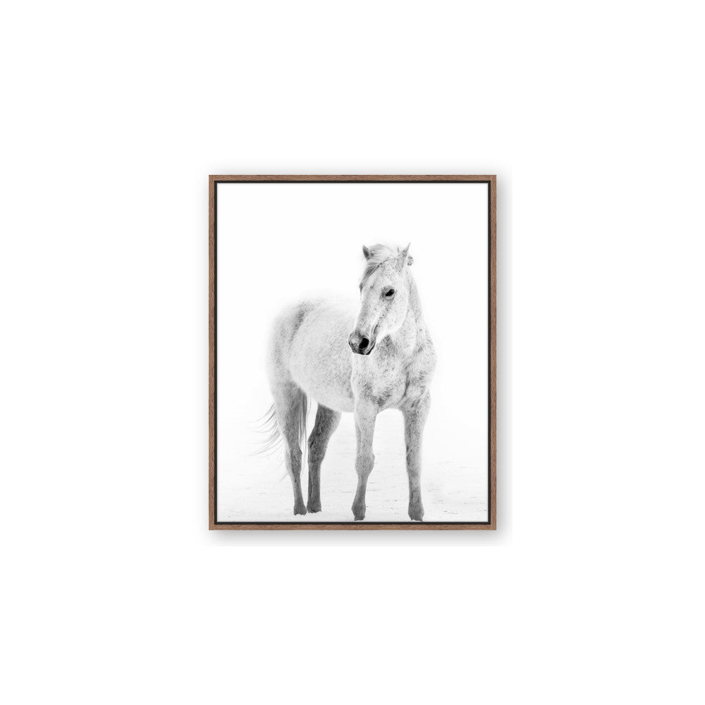 Solo White Horse