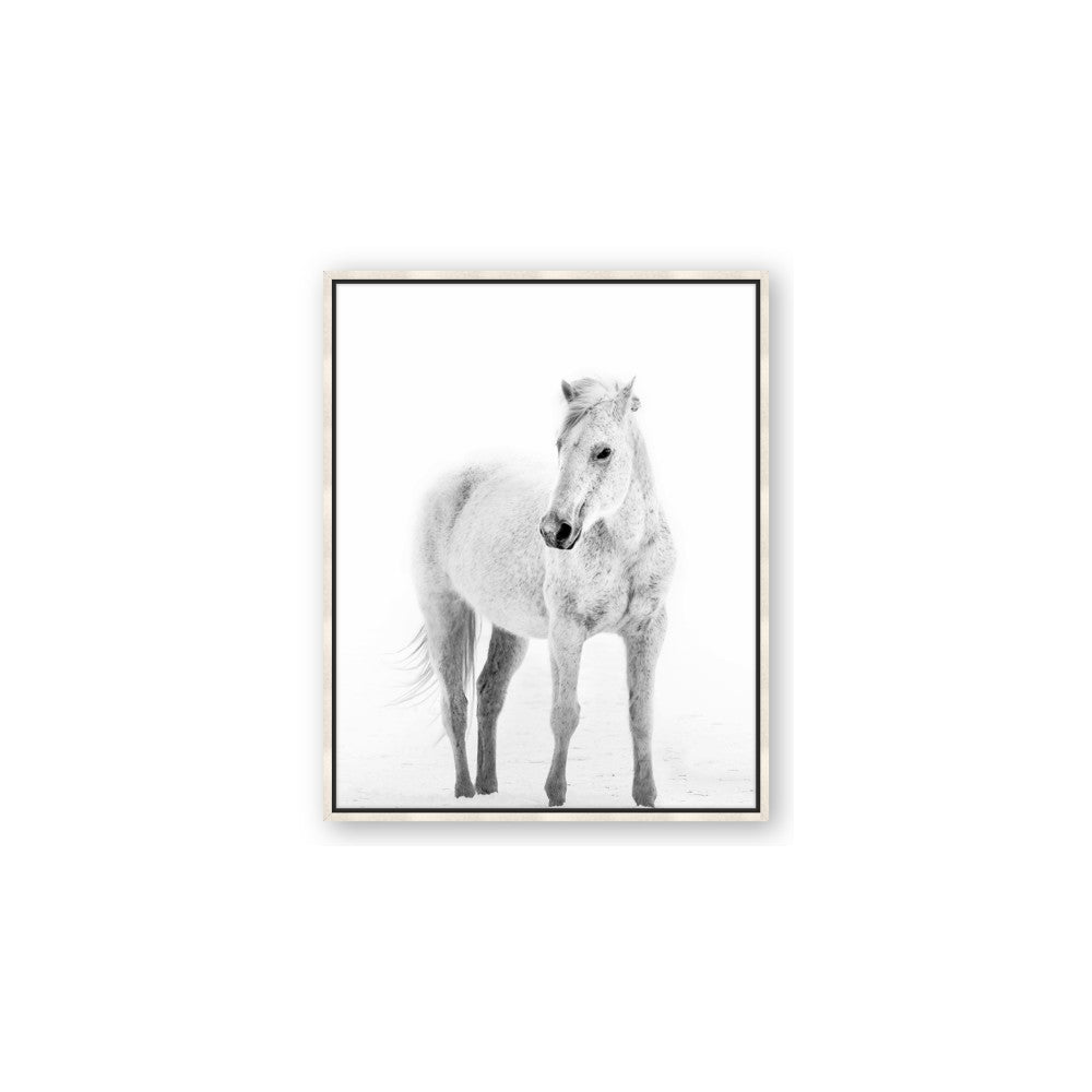 Solo White Horse