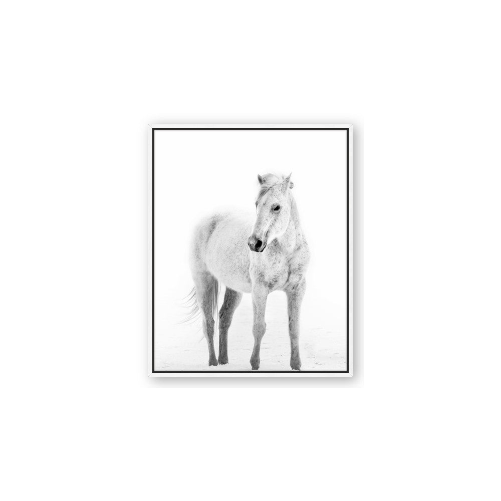 Solo White Horse