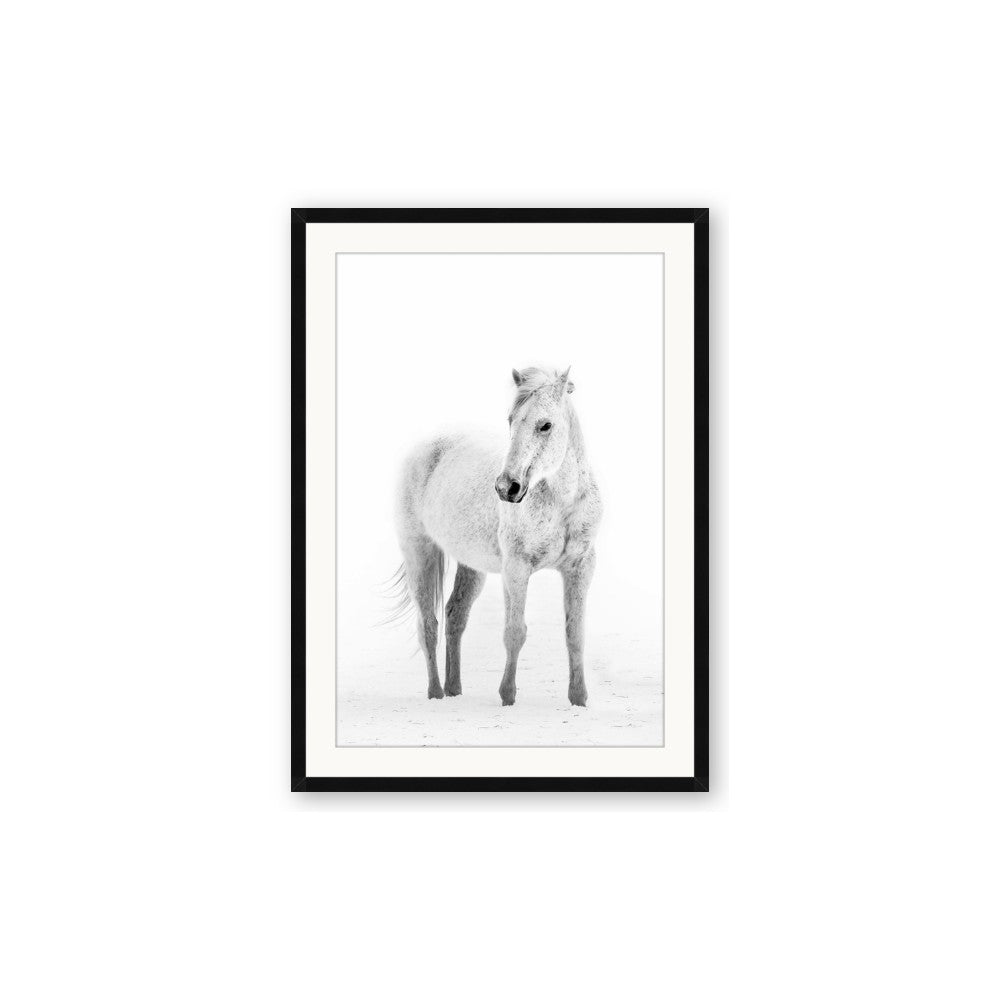 Solo White Horse