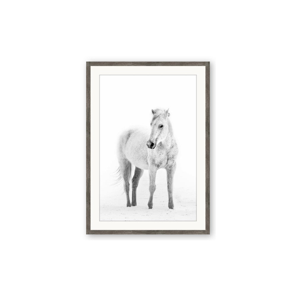 Solo White Horse