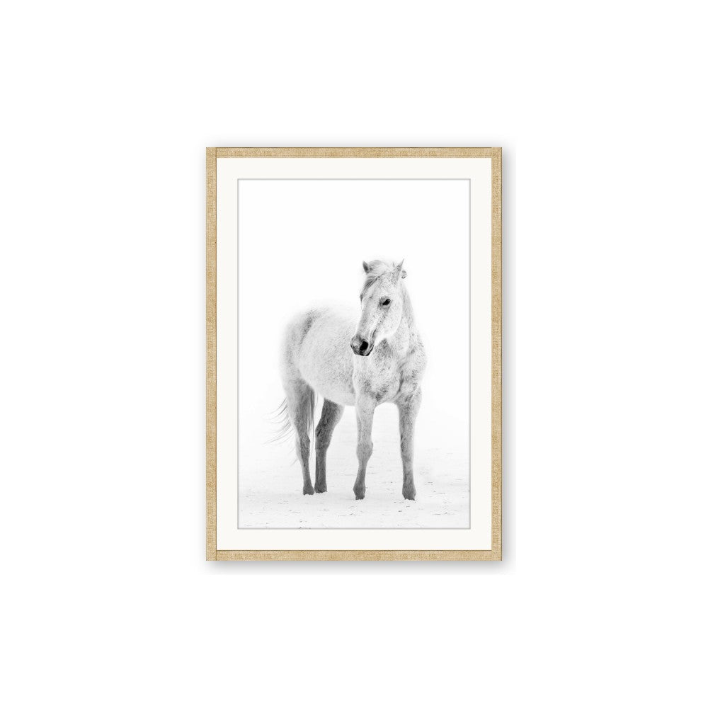 Solo White Horse