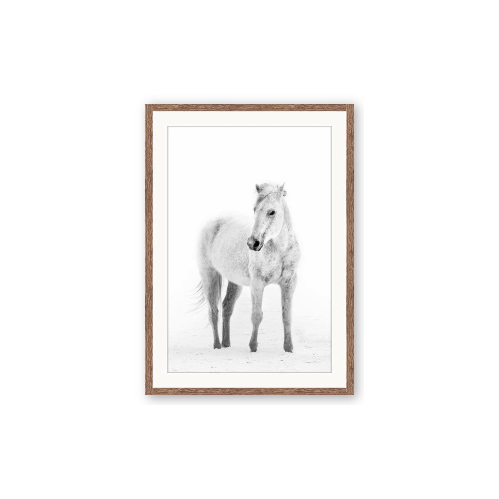 Solo White Horse