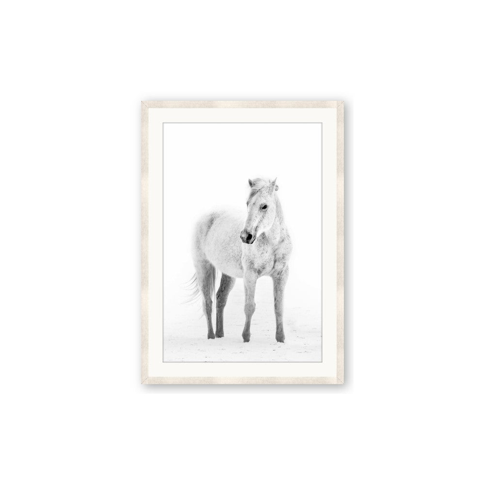 Solo White Horse