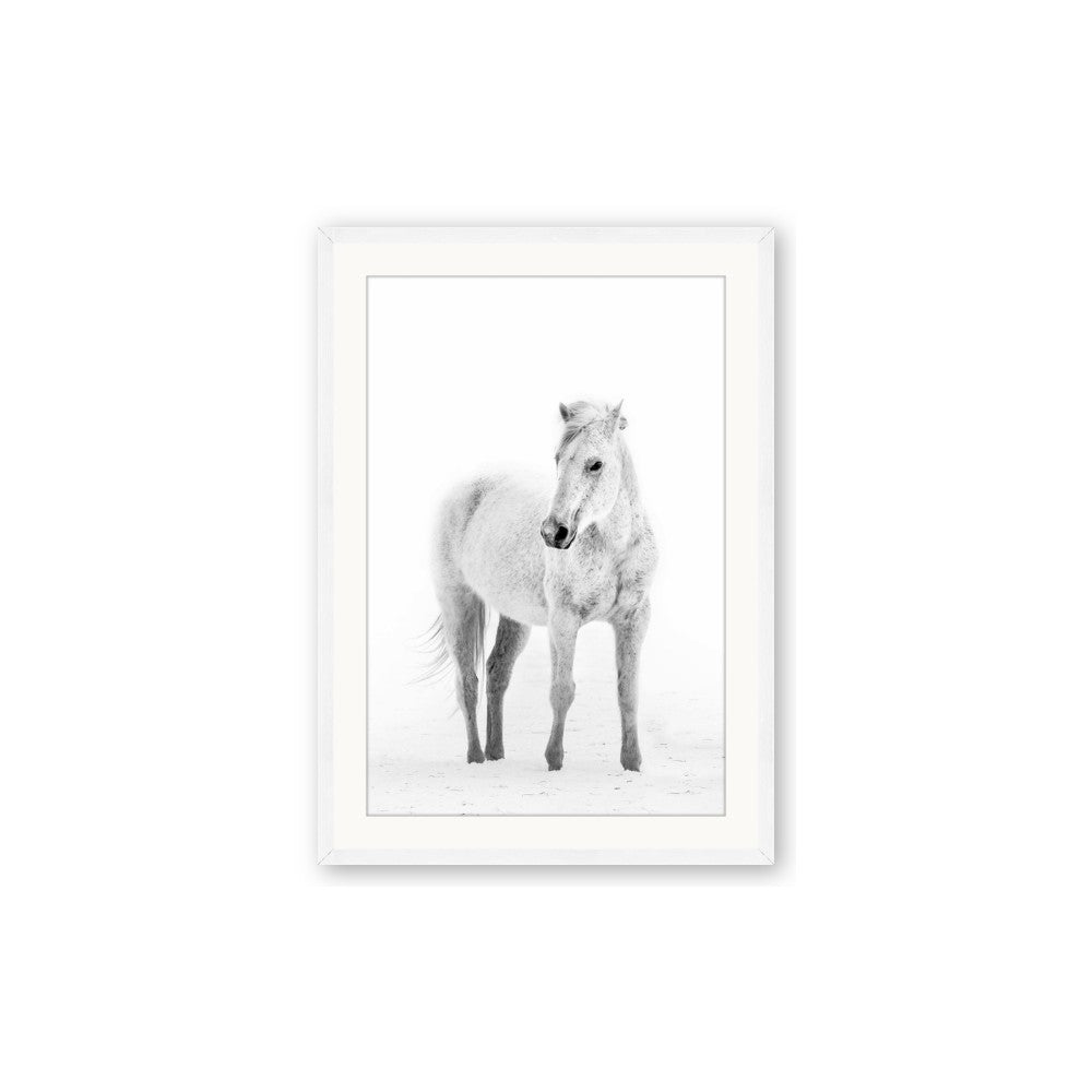 Solo White Horse
