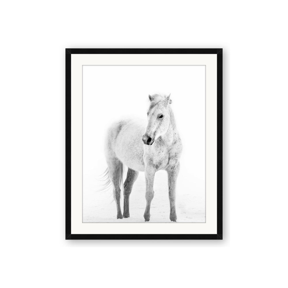 Solo White Horse