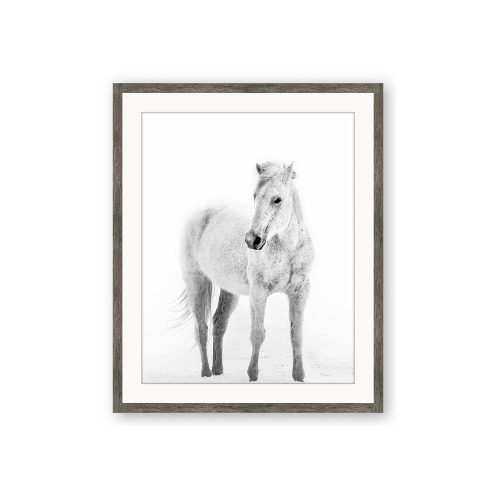 Solo White Horse