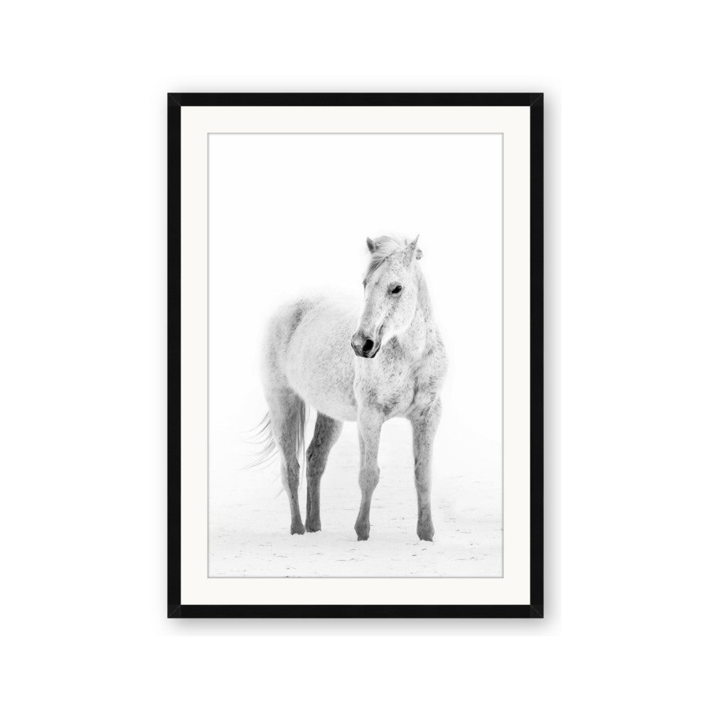 Solo White Horse