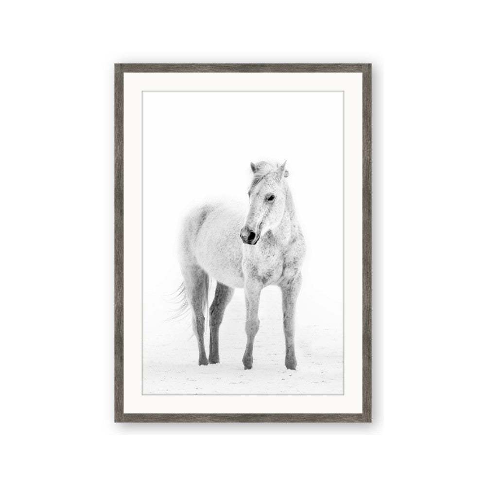 Solo White Horse