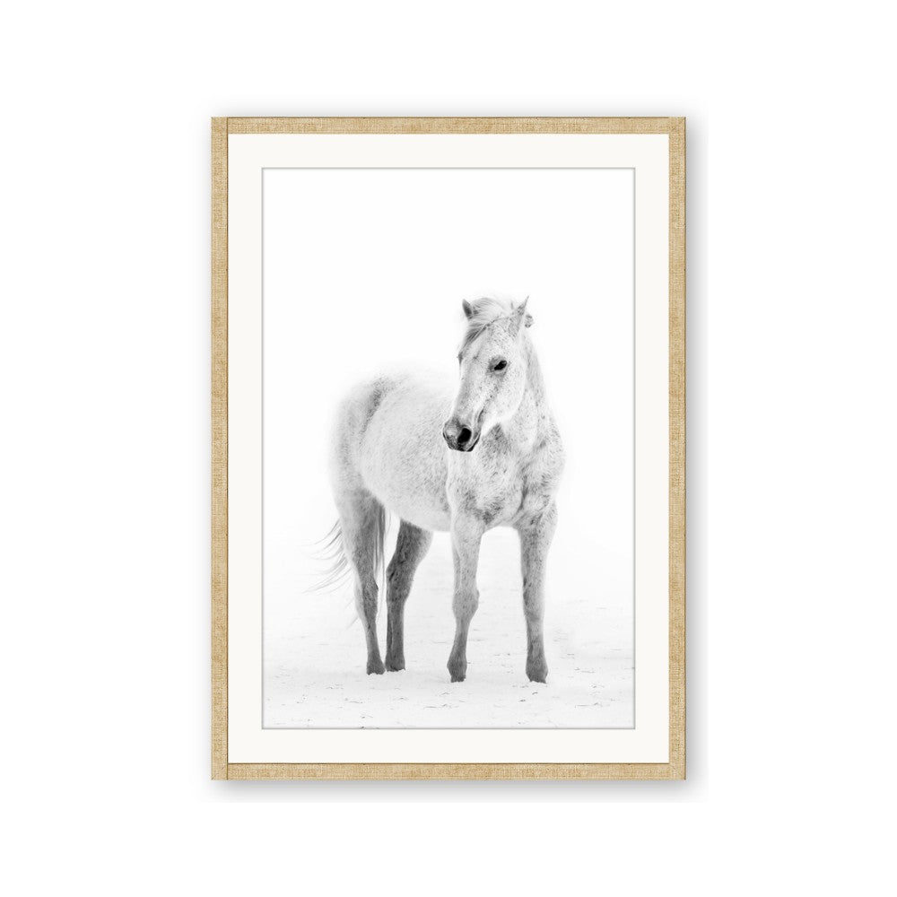 Solo White Horse