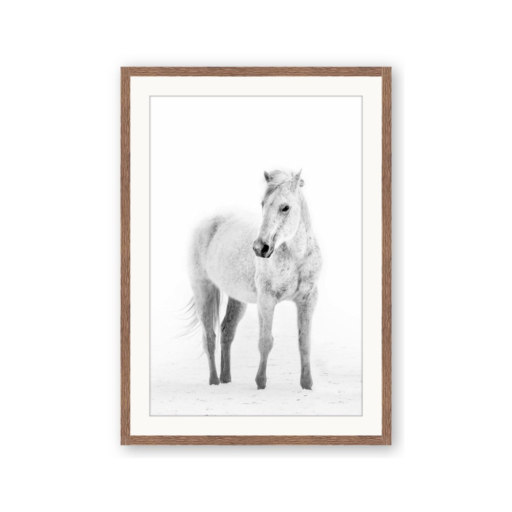 Solo White Horse