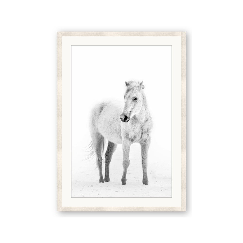 Solo White Horse