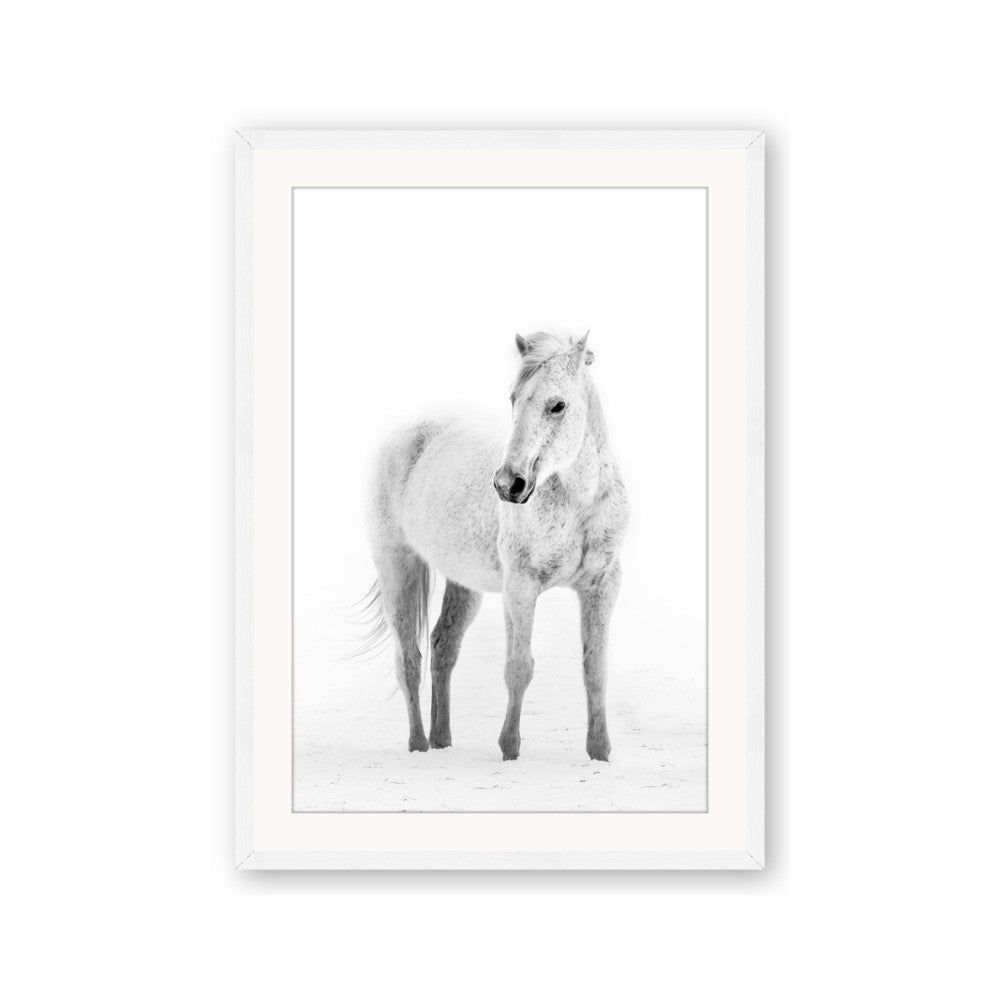 Solo White Horse