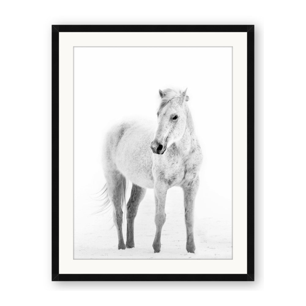 Solo White Horse