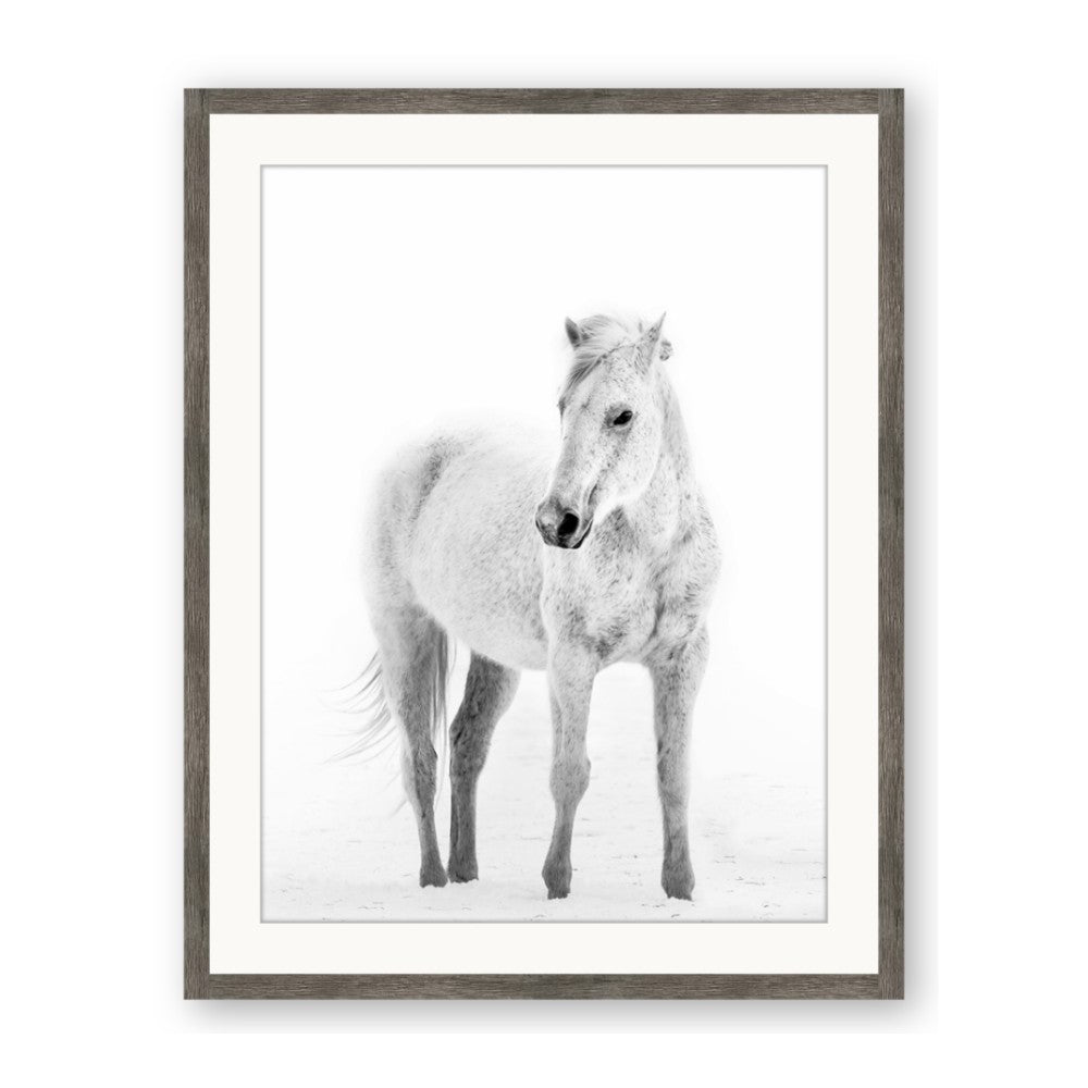 Solo White Horse