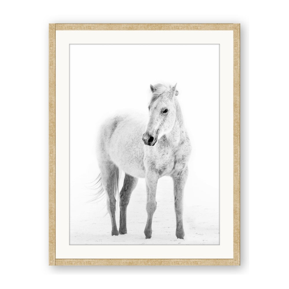 Solo White Horse