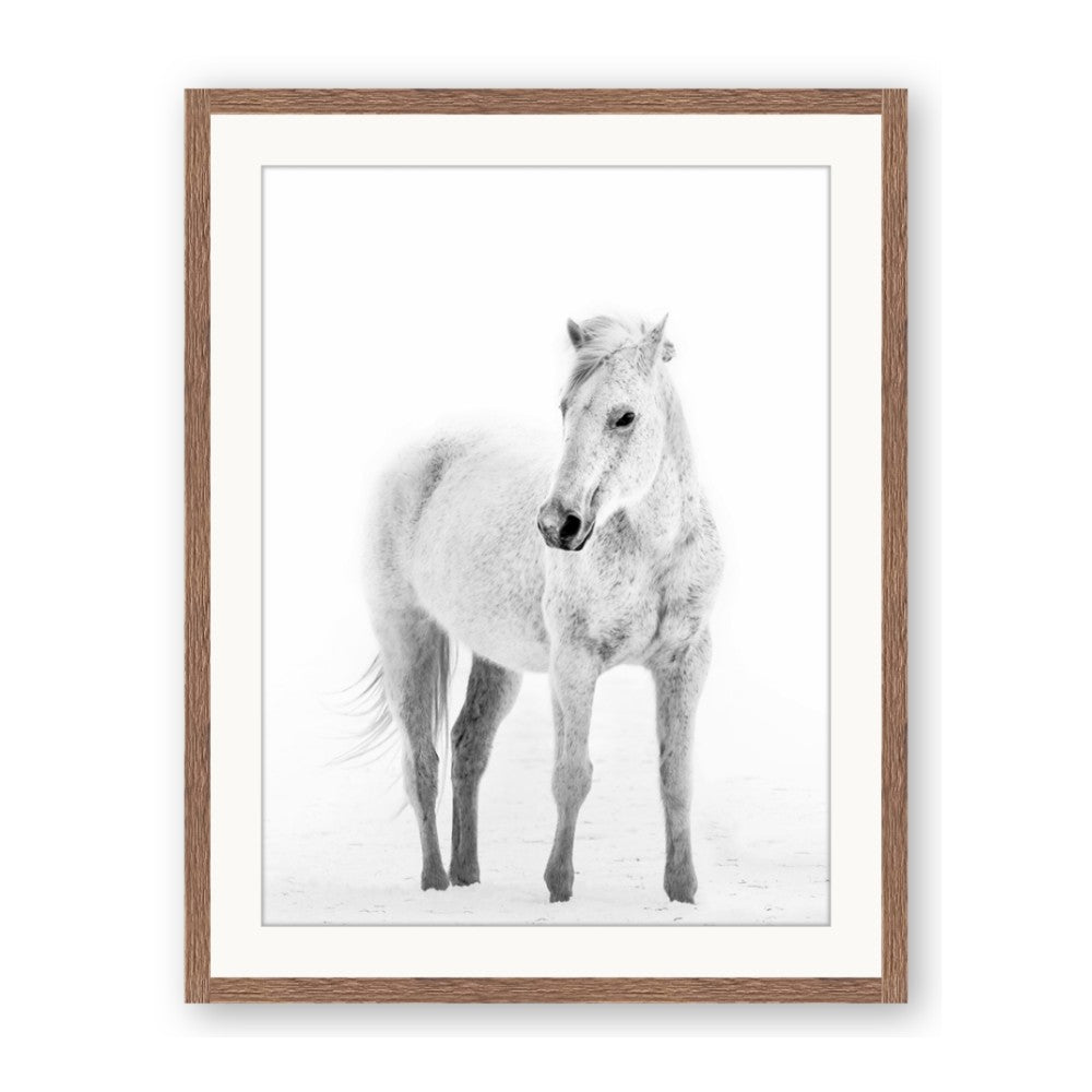 Solo White Horse